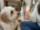 Pet parent using FreshPaws dental spray near a relaxed dog